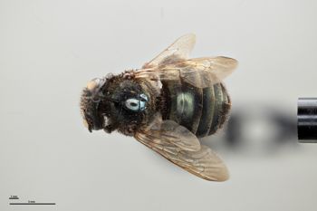 Media type: image;   Entomology 810631 Aspect: habitus dorsal view